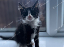 2-kittens