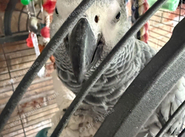 4 year old silly tame female with cage!