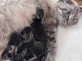 British shorthair x tabby