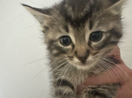 3 ragdoll cross kittens