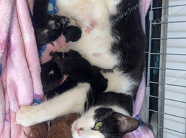 Litter of kittens