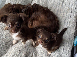 Chihuahua boy puppies