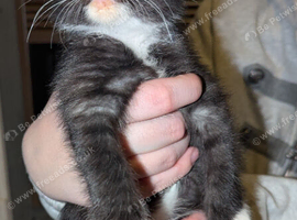 5 beautiful female kittens