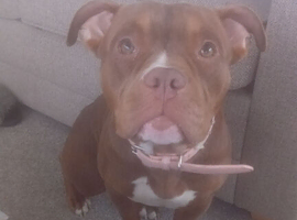 Stunning pocket bully looking for her forever home