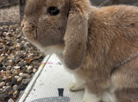 Beautiful male rabbit