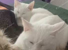 Duo looking for rehome