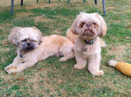 2 shih tzu boys for Stud (first timers)