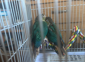 4 Baby conures
