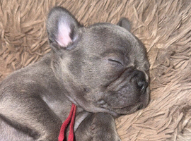 Litter of French bulldogs