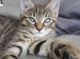 9 week old male kitten
