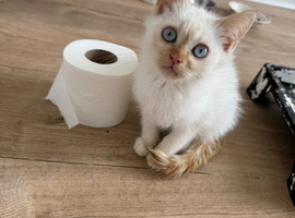 One little girl
