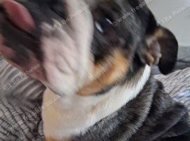 Blue female british bulldog