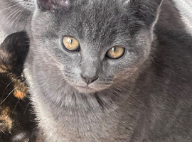 1/4 British shorthair kittens