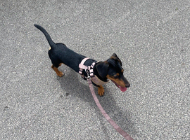 7 months old dachshund pup woody