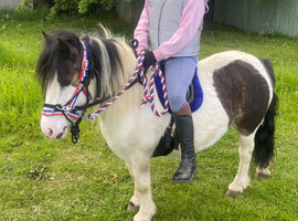 Super Safe Children&rsquo;s Pony For Sale