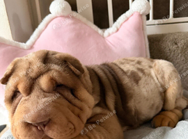 Stunning Shar Pei