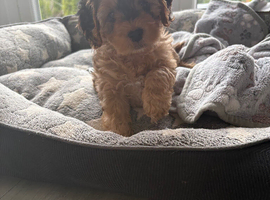 Cockapoo puppy 1 left