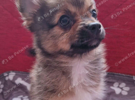 4 beautiful pomchi puppies looking for their forever families