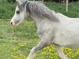 Welsh A 2 yr old colt