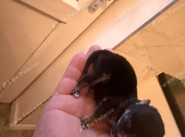 Mini teacup Pomchi