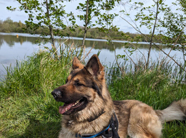 German Shepherd 4yrs old