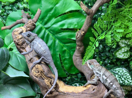 Red Bar Male Panther Chameleons at Birmingham Reptiles
