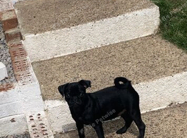 Pug kc registered solid black