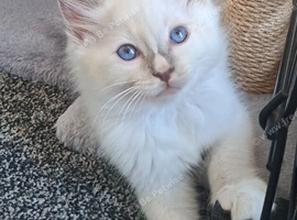 GCCF lilac Ragdoll boy kittens