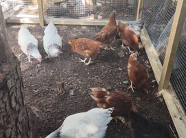 Point of Lay Chickens for sale
