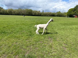3 alpacas for sale x2 female x1 male