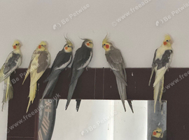 Baby cockatiel birds