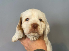 RKC Registered Show Clumber Spaniels