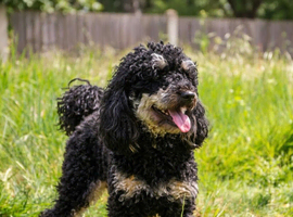 Black phantom miniature poodle for stud