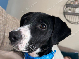 Beautiful young boy dog