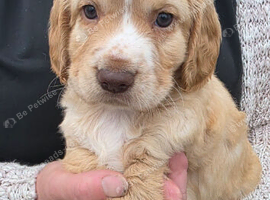 Cocker Spaniel puppies