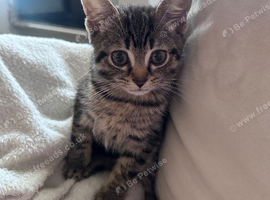 Gorgeous kitten boy tabby cross bengal