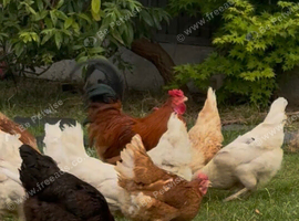 Point of Lay Pullets for Sale