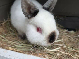 Himalayan Netherland Dwarf Buck for Sale