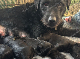 pure patterdale puppies