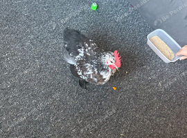 Batmen rooster