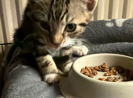 Beautiful kittens