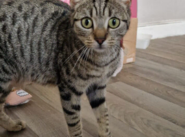Adult female cat