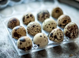 X12 Jumbo Courtinix Quail Hatching Eggs Available.
