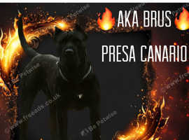 Presa Canaro