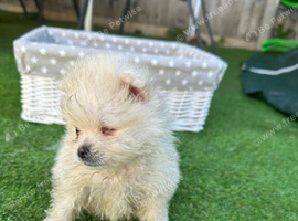 ️ Special Cream Male Pomeranian Puppy