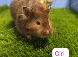 Stunning Syrian Hamster Girl Female Pedigree