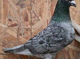 Rubella spread rare colour racing pigeons