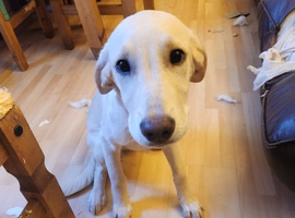 5month old double doodle