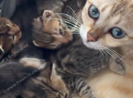 Beautiful Bengal x Maine Coon Kittens