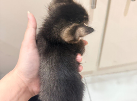 Kitten